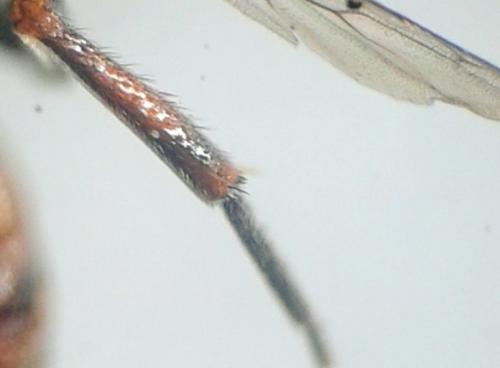 Réf. 197 431 : Nomada flavoguttata